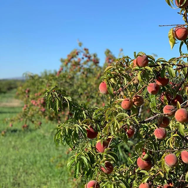 U-pick time!!! This is our LAST week. Certified Organic Elegant Lady peaches. Come on out today and Saturday afternoon (we&rsquo;ll be @northnatomasfarmersmarket Saturday morning). Call if you plan to come by. See info for #. And yes, we&rsquo;ve low