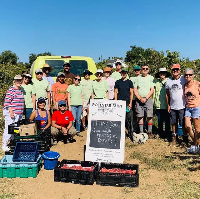 Thank you Community Harvest of Davis. for coming out and gleaning our peach trees! What a great group! So wonderful to have you here. Thank you for taking great care of our trees.  Grateful knowing our peaches are going to those in need🍑🧡🍑. See yo