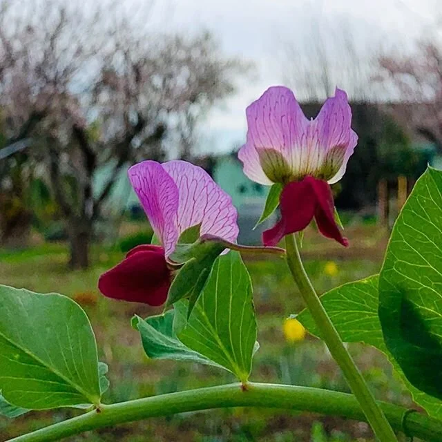 Beautiful blossoms! Come take pics in the orchard. It&rsquo;s truly stunning right now.