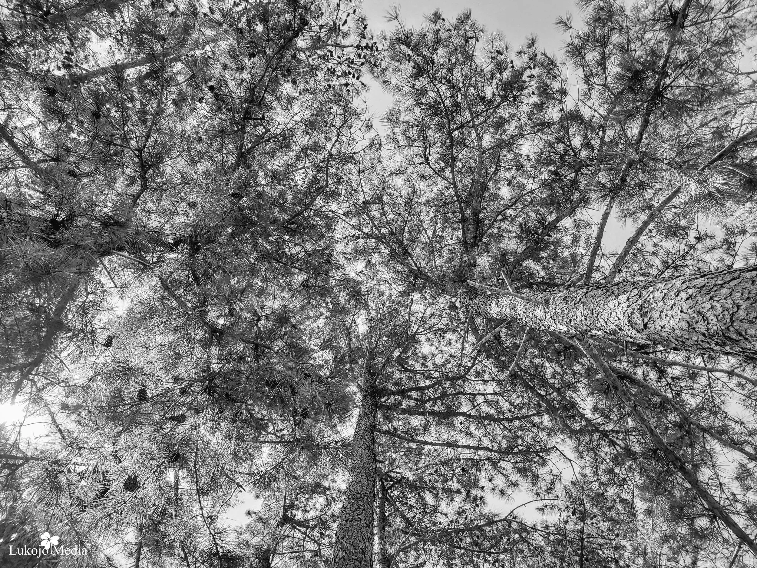 Campground Treetops