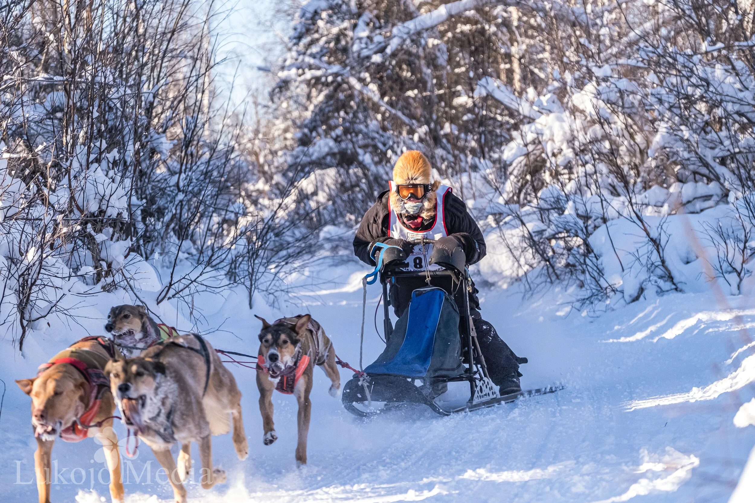 Midnight Sun Gold Run 2021 4 dog