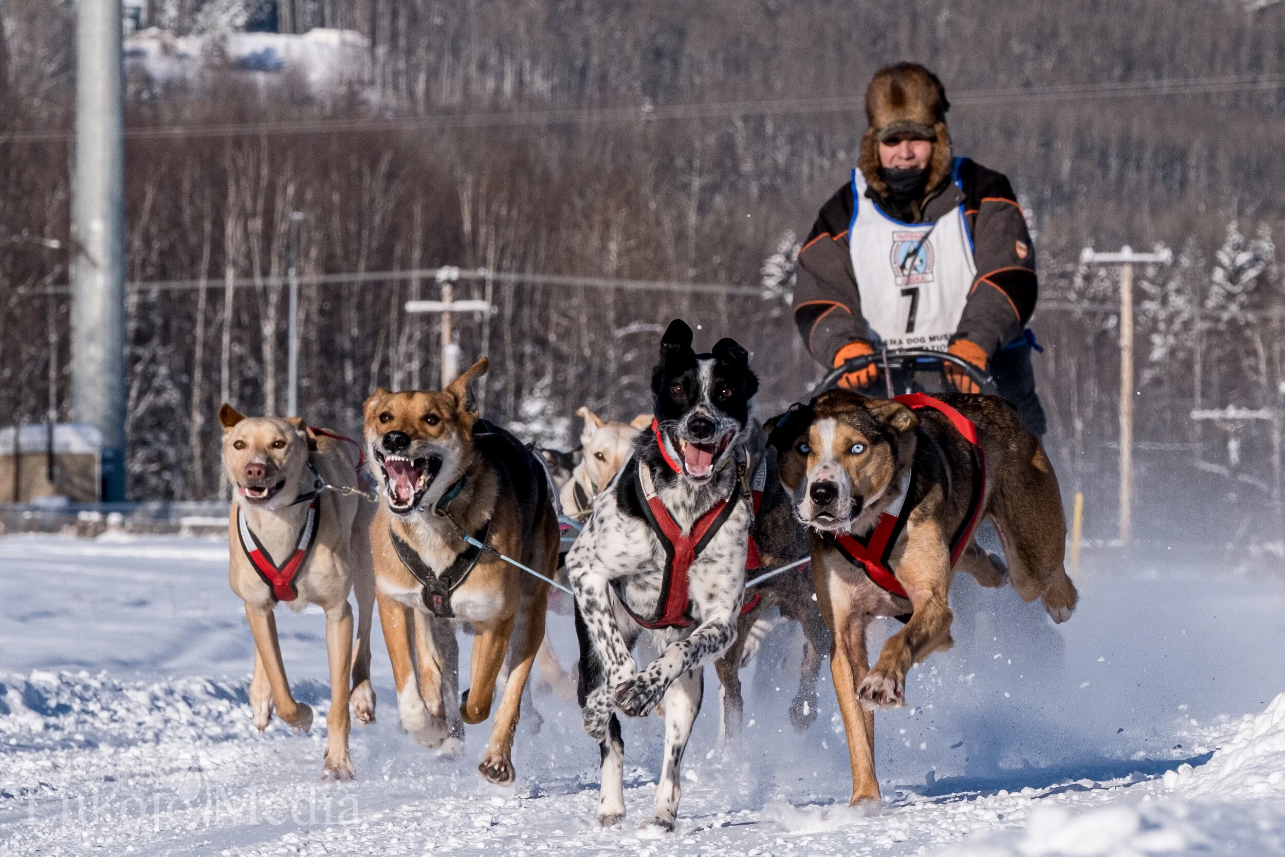 Midnight Sun Gold Run 2021