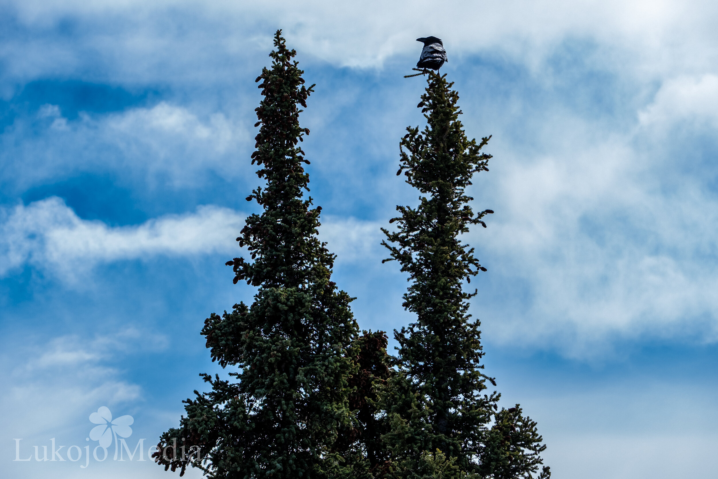 2056 - Crow Perch