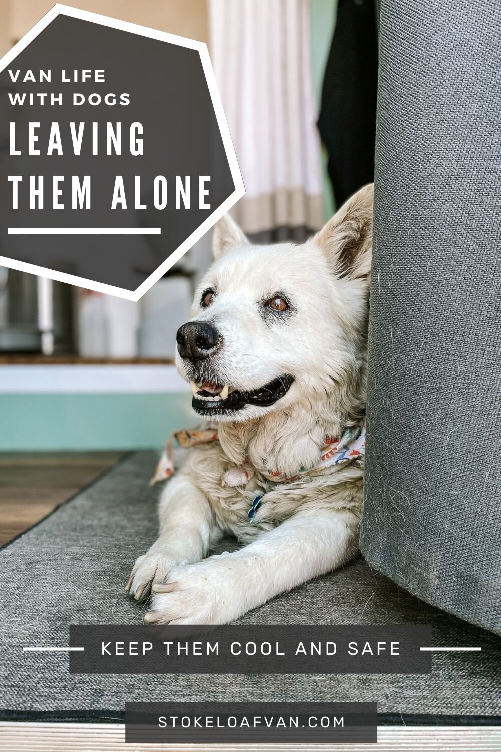 Van Life With Dogs: Leaving Your Dog Alone In The Van — Stoke Loaf Van