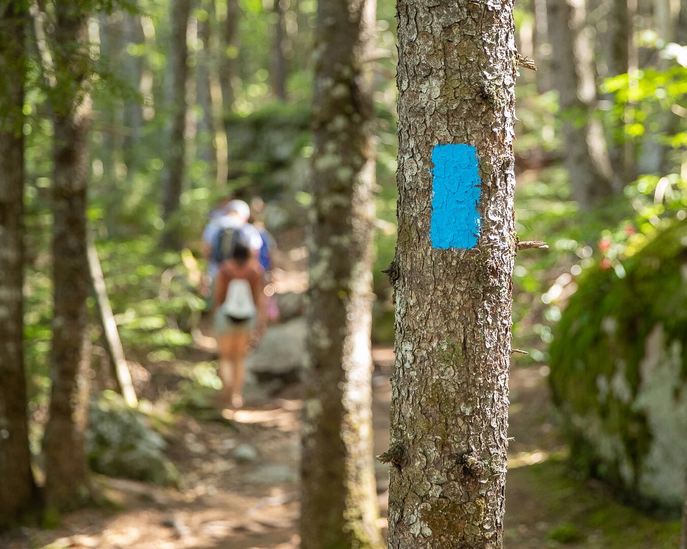 Free Webinar: What Should We Know About Creating Trails?