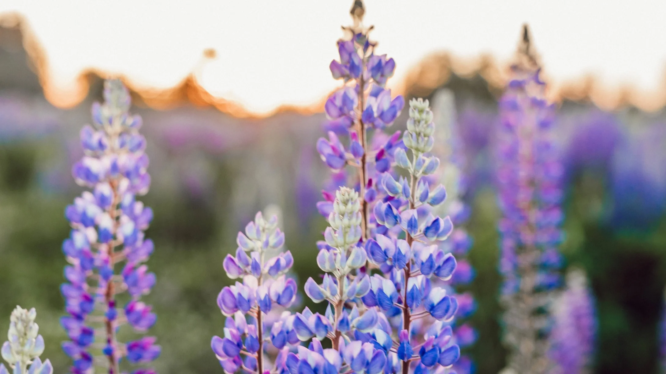 EMDR, expressive therapy, counseling, Portland