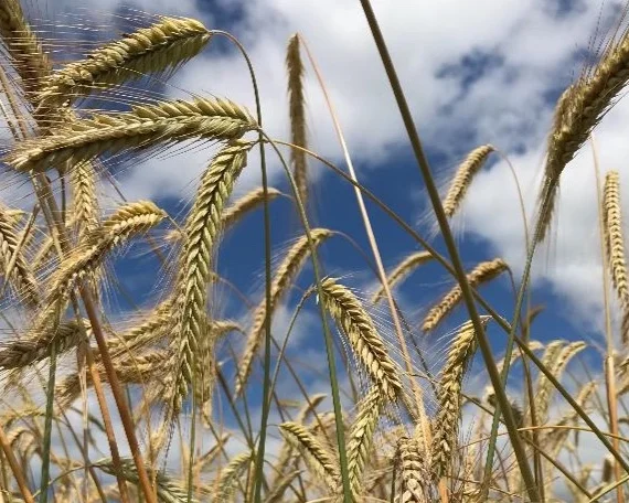 barley%2Bfield.jpg
