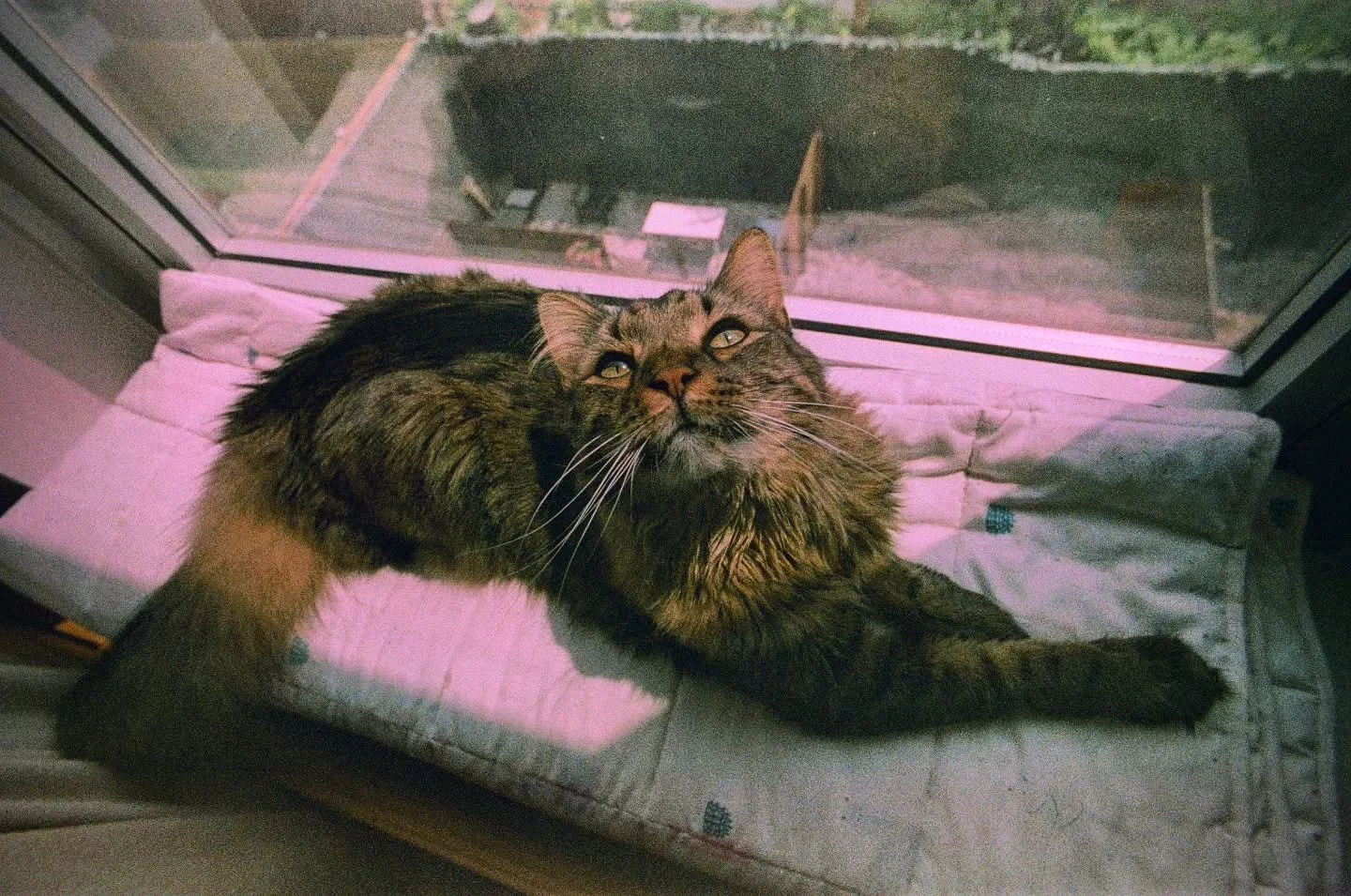 Our little man has been going through it lately... And while it's heartwarming to hear how handsome he is from all the vets we've visited, it wasn't until @bluepearlvet saved the day with the exact meds he needed. Can't thank them enough!
Bubba man i