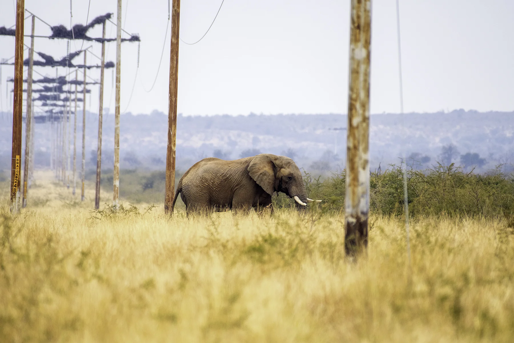 As the human population continues to grow at an alarming and unsustainable rate, we continue to encroach more and more on the few wildlife areas left. These are areas which animals like elephants desparatly depend on. This puts both elephants and humans in danger and does nothing to abate the human wildlife conflict.