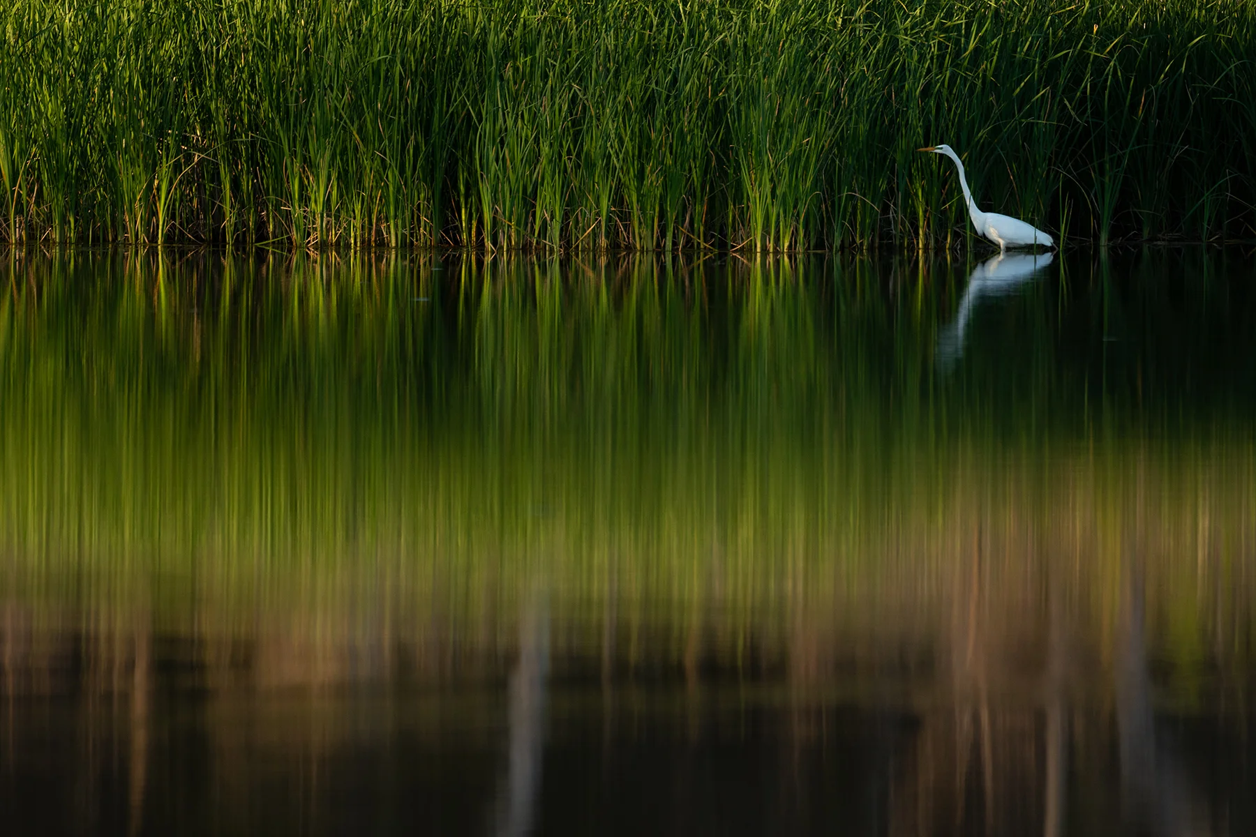 The Great Egret has become one of my favorite subjects to photograph. Their incredible, striking white plumage provides a dynamically beautiful contrast against their usual wetland backdrop. In many ways it may be this contrast, this anomaly of color that has captivated me. In a natural world where blending in ensures survival, this icon of a bird proudly stands out, bolding stalking the shallow waters of its hunting ground. Spending time photographing wetlands can be extremely rewarding, with its incredible abundance of fauna and flora, it provides a widely diverse range of subjects to photograph. Not to mention that this semi aquatic environment is usually a hive of predator and prey activity, and yes at the throne one will find the Great Egret.