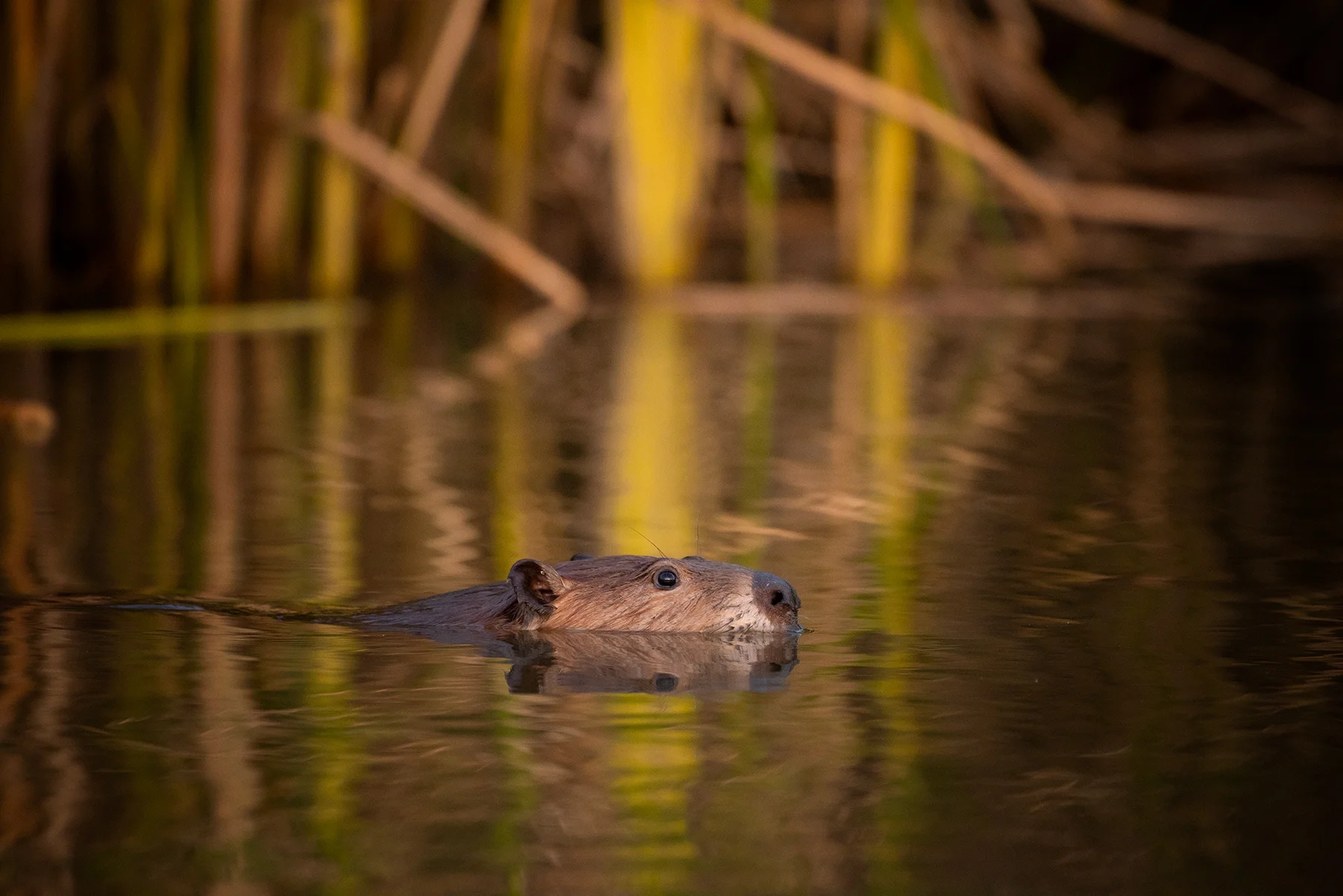 DSC_3007-Edit.jpg