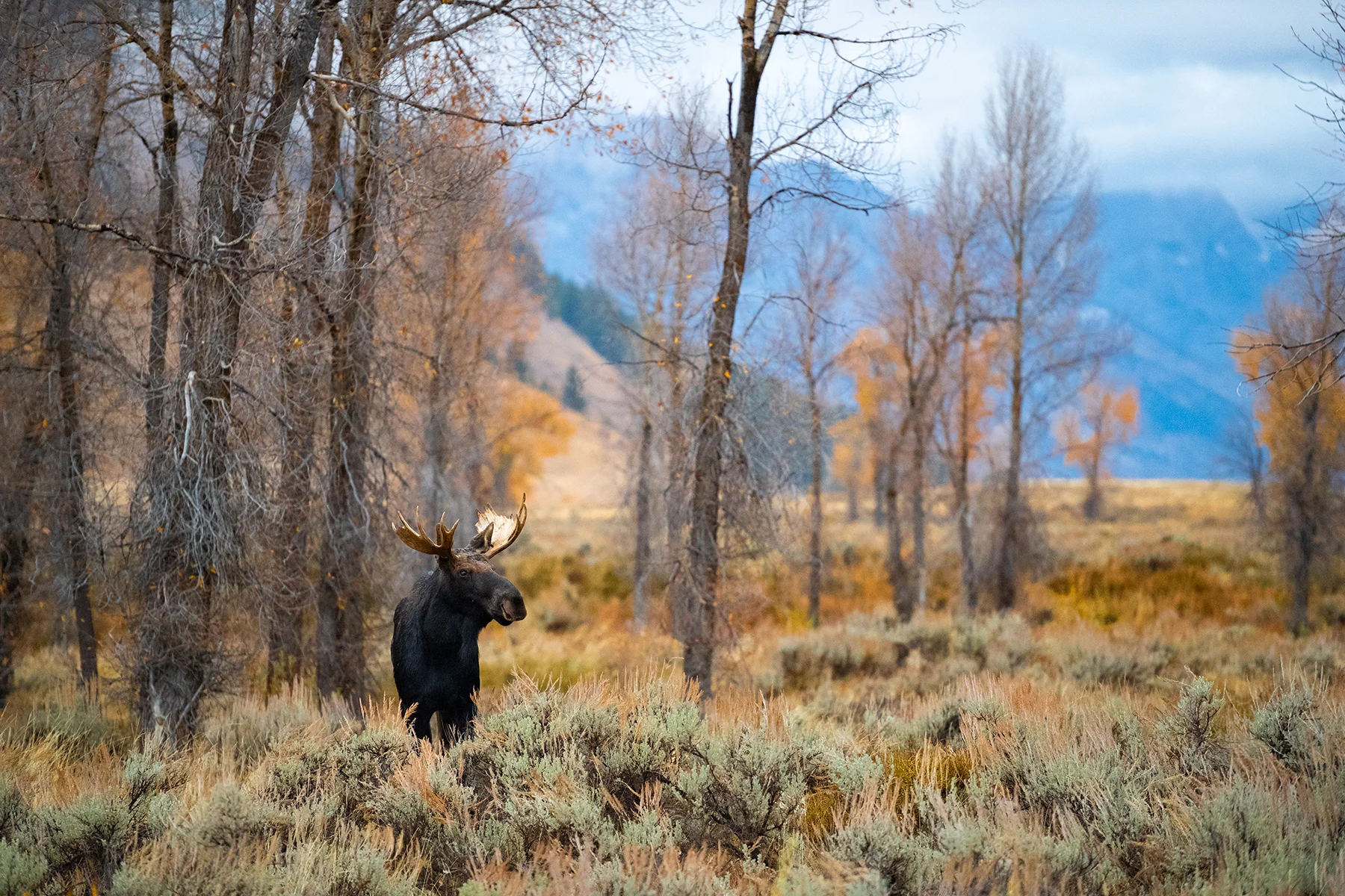 He stood there, undaunted by the rain, undeterred by this ominous fall day. He was calm, at peace almost, a majestic creature, a stoic symbol among these fields of gold. I stood before him, humble and appreciative, for this was his home and I was but a transient.~ We had spent the prior two days tirelessly searching for moose along the endless array of rivers and streams that are the life blood of Yellowstone. These waterways like arteries in the body are what sustain this great wilderness and the wildlife that seek sanctuary within its infinite boundaries. We did have one great encounter with a pair of moose along the banks of the Madison River, but it didn’t deliver the image that I sought. So we continued, each day, out at dawn, returning only after dark, days passed and our time in this great wilderness was drawing to a close. I was residing myself to the fact that I would have to wait until I returned in a few months to get the images I was looking to create. Then things changed... See, thats the thing what many don’t realize about wildlife photography, even in wildlife dense areas, in the great wildernesses of our planet, you can draw a blank. You can spend an eternity searching for the images that you are attempting to create, and sometimes it just doesn’t fall into place. This strife, this constant hurdle, is also what leads to the greatest of rewards, the greatest feelings of euphoria. There are simply no peaks without valleys. OK, back to that which changed our luck. On the eve of our return we were told by another wildlife photographer that frequented these parts, to leave Yellowstone and head to the Grand Tetons. He assured us that our chances would greatly improve in this, another incredible wildlife oasis that was located adjacent to Yellowstone. So on our last morning, a rainy one at that, we headed out at 4:30am to the Grand Tetons in search of this legend. The setting was perfect, fall was in full swing and the many aspens of the Grand Tetons were transforming this already sublime place into a sea of gold. All we needed now was to find a moose... Every photograph is but a small part of a journey, it’s the prologue to a great adventure.
