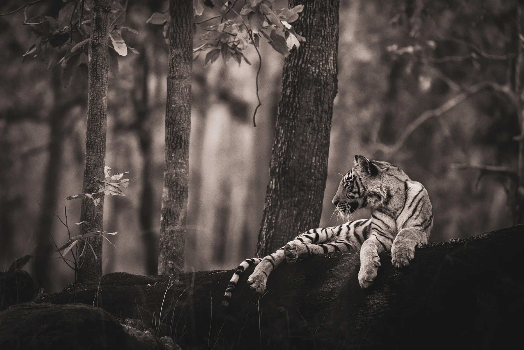 As the morning breeze makes its way through the jungle, and composes a delicate symphony of a million leaves, playing in unison, signaling the dawn of a new day, she awakens. Then almost as if on cue, a peacock’s distant falsetto can be heard echoing through the trees. It grabs her attention, the jungle is part of her, she feels it’s every sound, every call, every movement. The morning chorus of sounds are all too familiar to her, perhaps because they signal the dawn of each new day, or perhaps it’s simply because each dawn these sounds pay homage to her. After all, she is of the bloodline that has ruled these vast jungles for generations, she is its beauty but also its fear, she is its symbol yet also its greatest enigma. As she basks in the warmth of the morning sun, covered in a flawless veil of stripes, she looks to the jungle, acknowledging it as it pays homage to her… for she belongs to this vast land as it belongs to her.