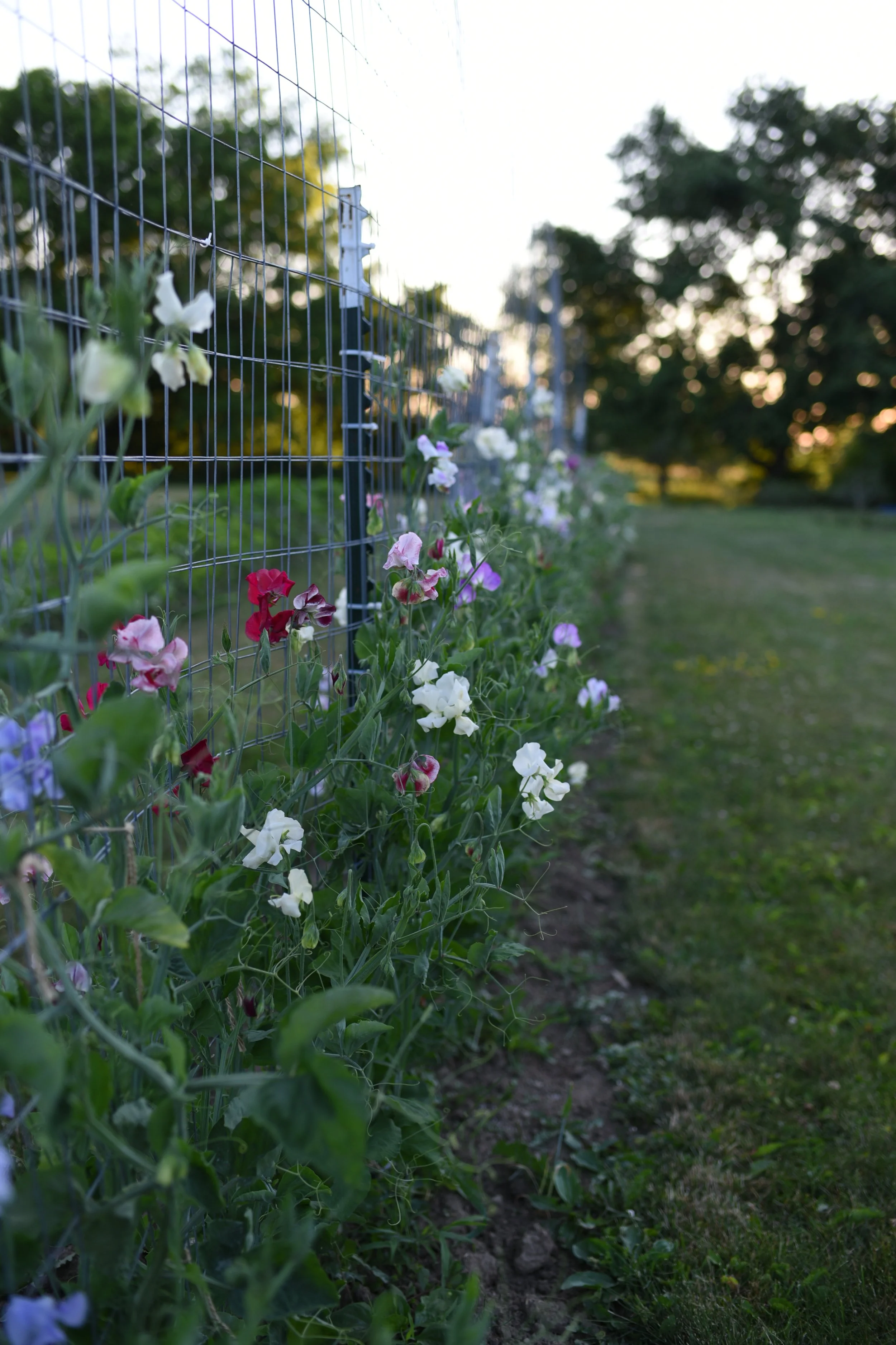 DSC_5169.JPG
