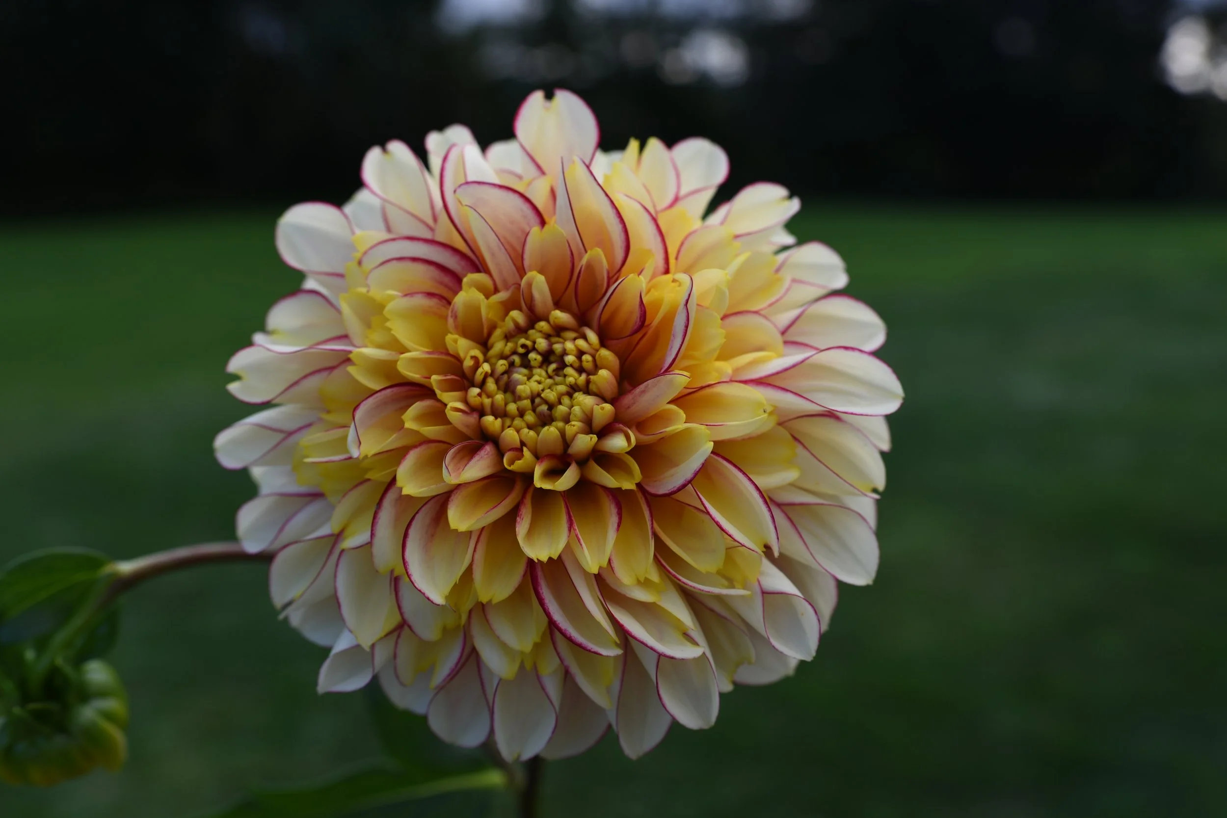 DSC_8254.JPG