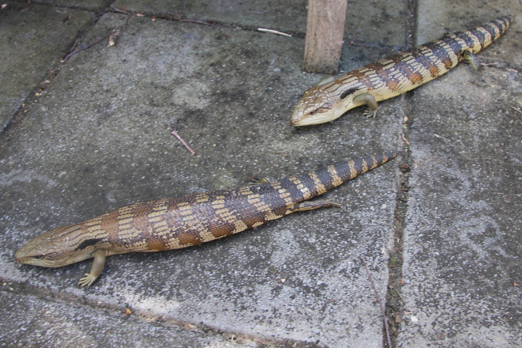 lizards.jpg