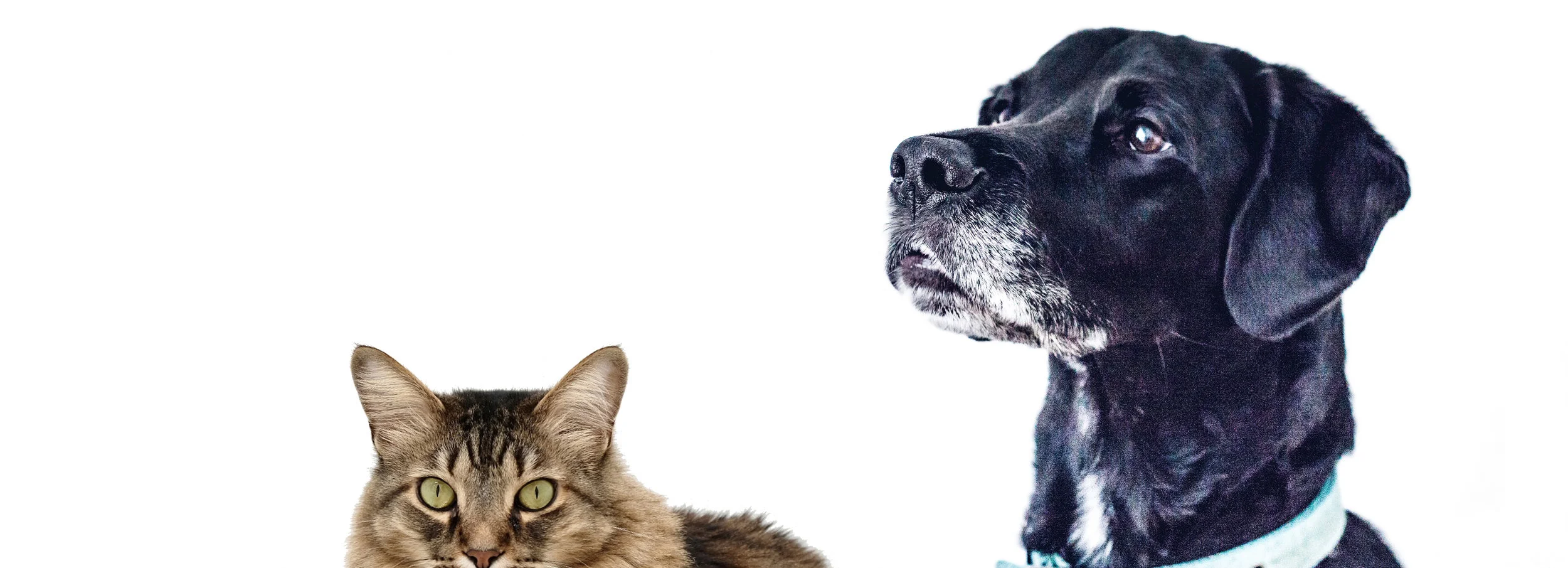 Dog and Cat2.jpg