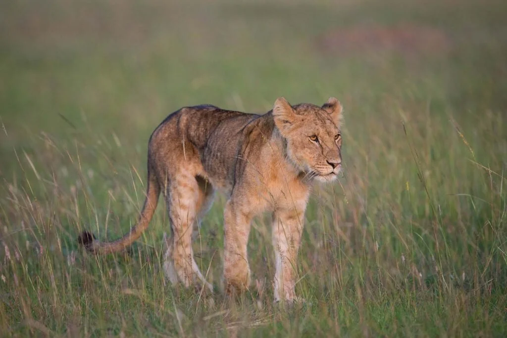 The wild: the best place to see lion cubs. Image by Make it Kenya / Stuart Price