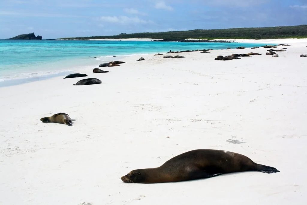 The Galapagos Islands host the best kind of animal show © Sarah Reid
