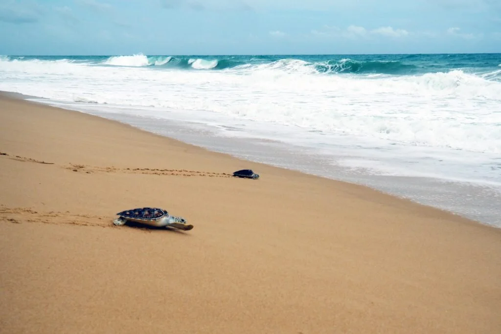 These rehabilitated turtles just wanna go home © Sarah Reid