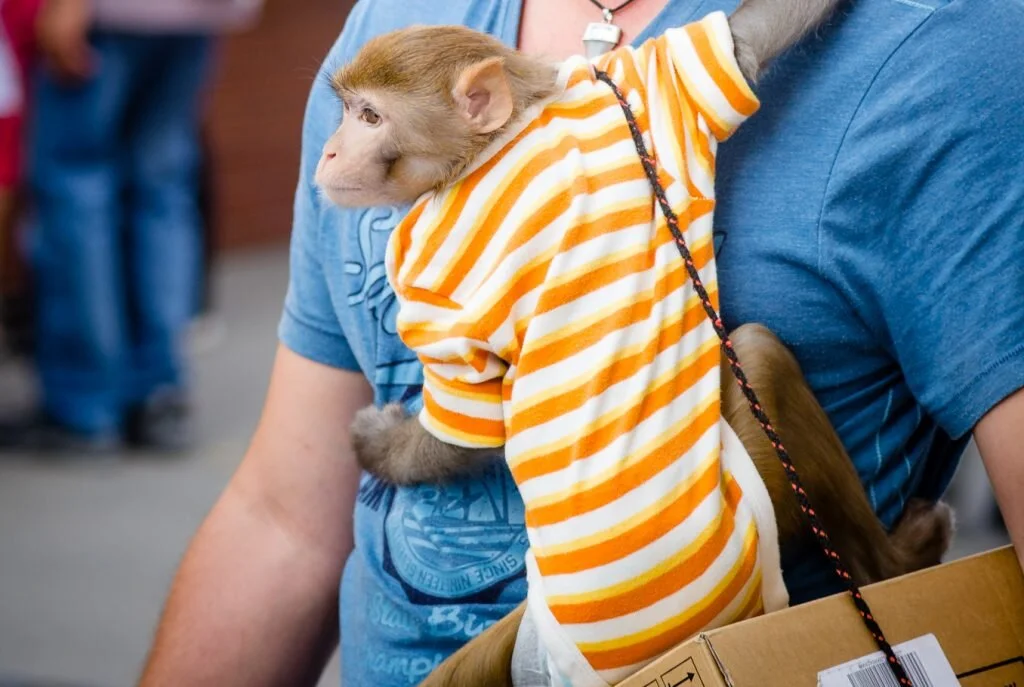 There is nothing cute about this situation. Image by Kurt Bauschardt / Flickr