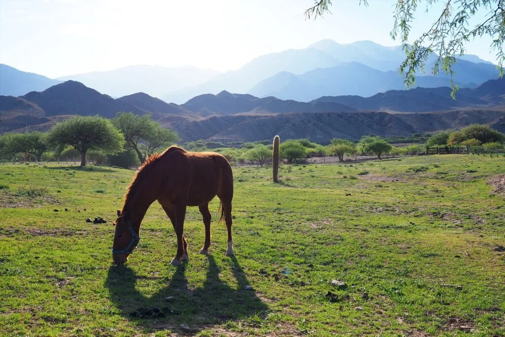 100 pesos says this horse in Salta Province is happier than Argentina’s rodeo ponies © Sarah Reid