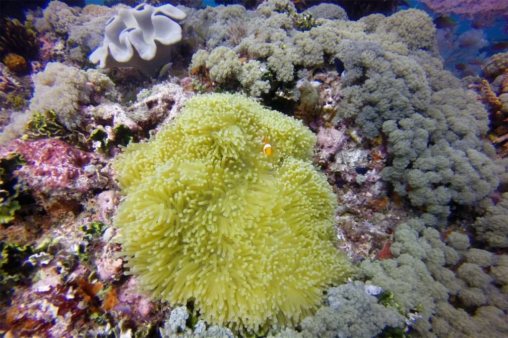Coral reefs support 25 per cent of the planet’s marine life, like this angry clown fish © Timmy Page