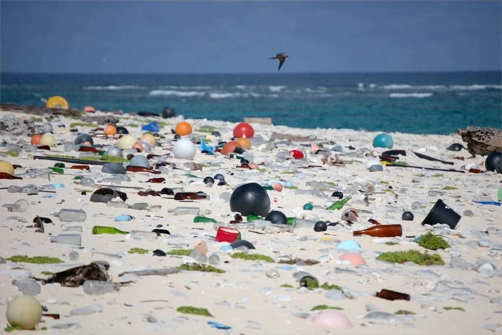 Seabirds mistake plastics for food, which can be fatal. Image by Susan White for USFWS / Flickr CC BY 2.0