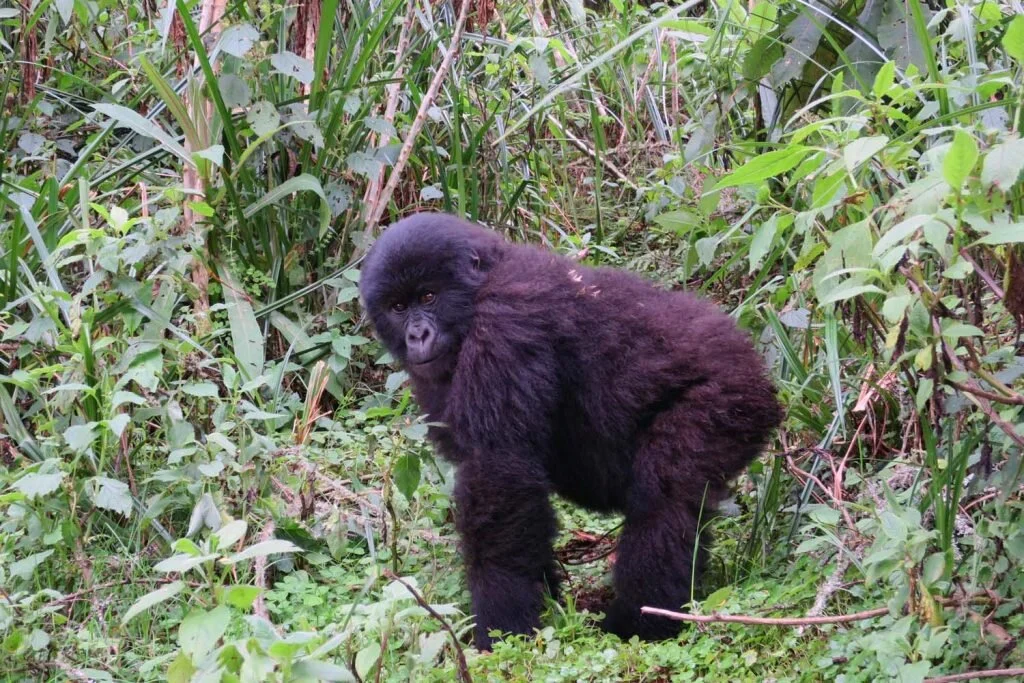 The world’s last remaining mountain gorillas face an uphill battle for survival © Sarah Reid
