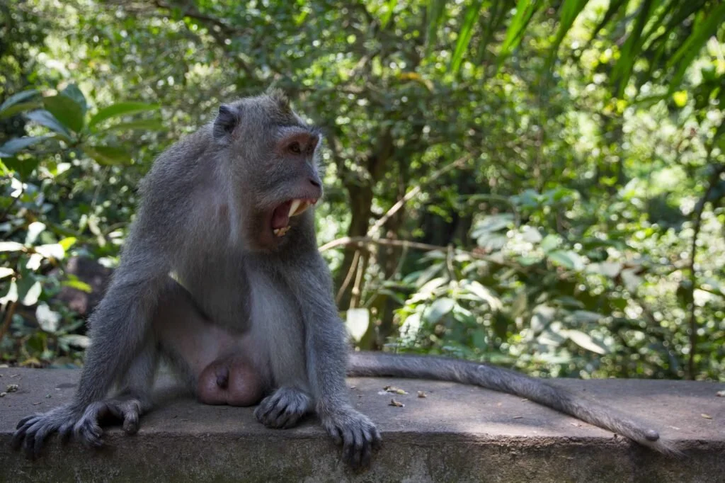 After decades of being fed by tourists, many of the macques in the Sacred Monkey Forest in Ubud, Bali, show aggressive behaviour. Image by Halans / flickr