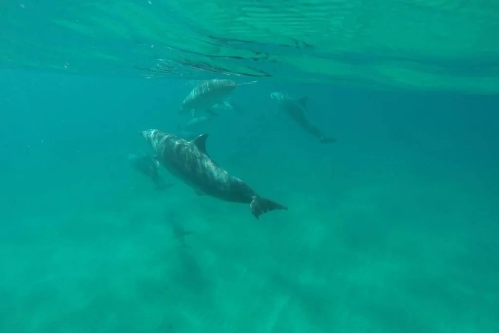 5 epic places to swim with dolphins in the wild — Ecotravelist