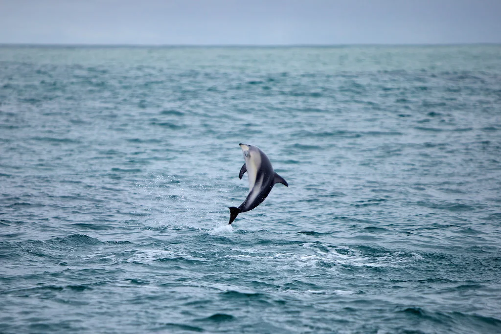 The dolphins of Kaikōura are known for their acrobatics. Image by Tom Coates / flickr