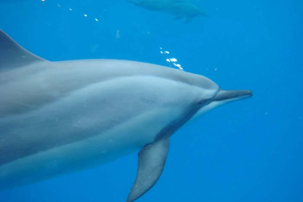 It’s possible to get quite close to the dolphins in Kona, Hawaii. Image by Klaus Steifel / flickr