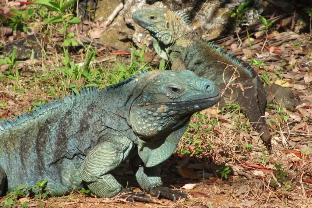 Foreign iguanas imported as pets almost wiped out the Cayman Islands’ endemic blue iguanas, which are now being sustainably bred and released into the grounds of the QEII Botanic Park © Sarah Reid