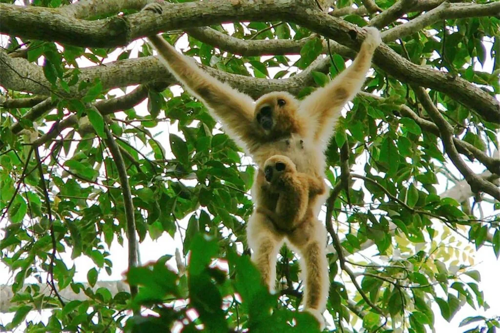 Cute baby gibbons like this fella belong with their mothers. In the wild. Image by Bernard Dupont / flickr