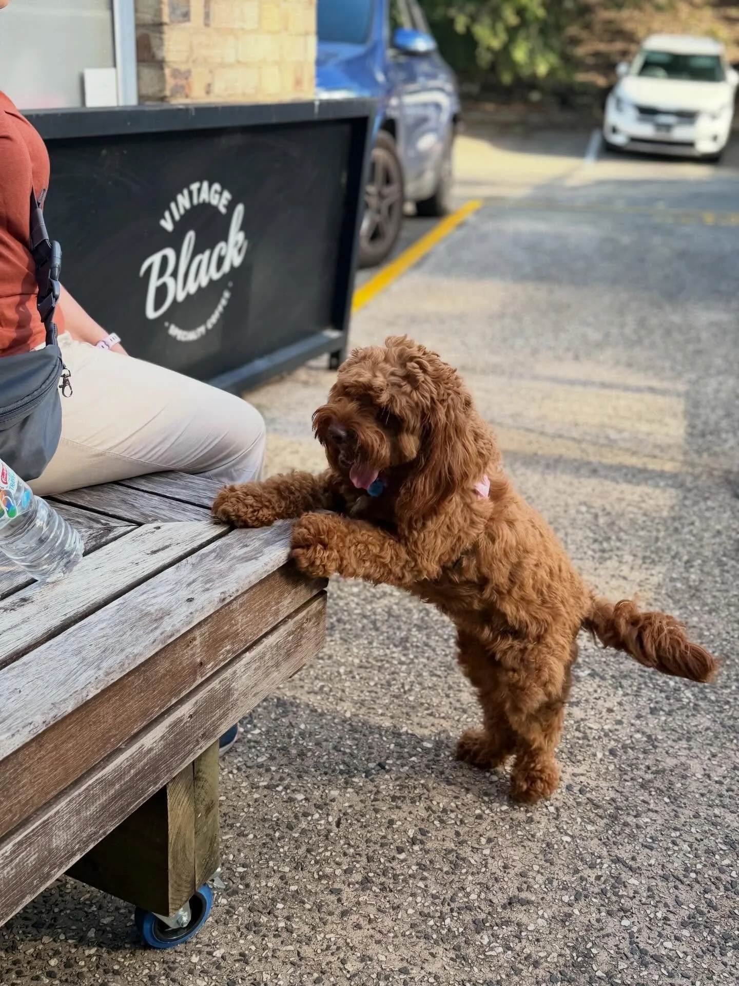 Lead me to Concept mum! 🐶
We love it when you bring your fur babies 🐕 to @conceptcoffeemaleny 
They love it too!!! 

#doggiecafe #doggiewalks #furbabies