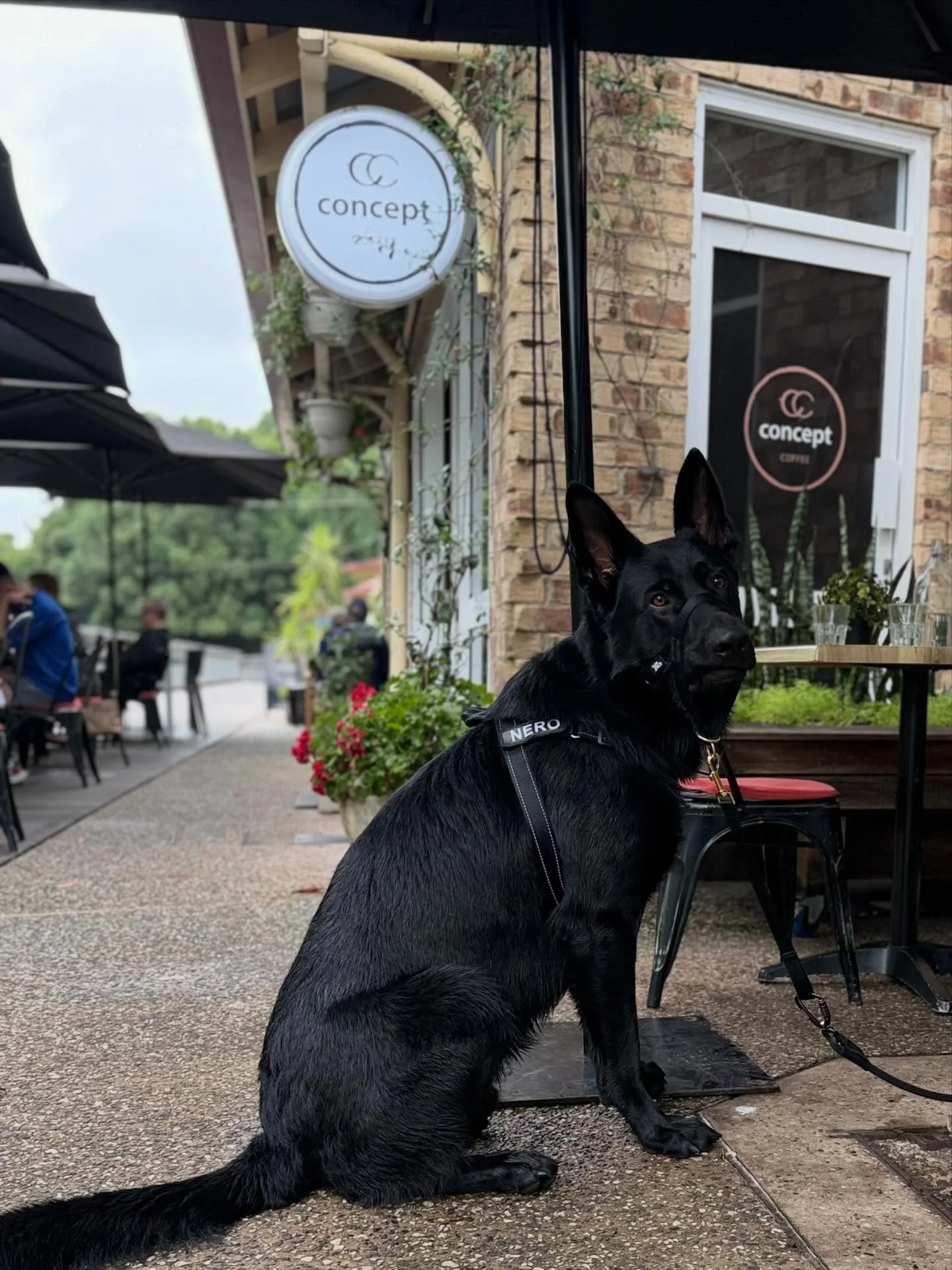 This is Nero, just chilling @conceptcoffeemaleny boardwalk with his mum &amp; dad, Wade &amp; Anna ❤️
Stopped in for coffee after a nice walk around the golf course. Not a bad place to live, don&rsquo;t you agree? 
#niceplacetolive #walkthedog #dogfr