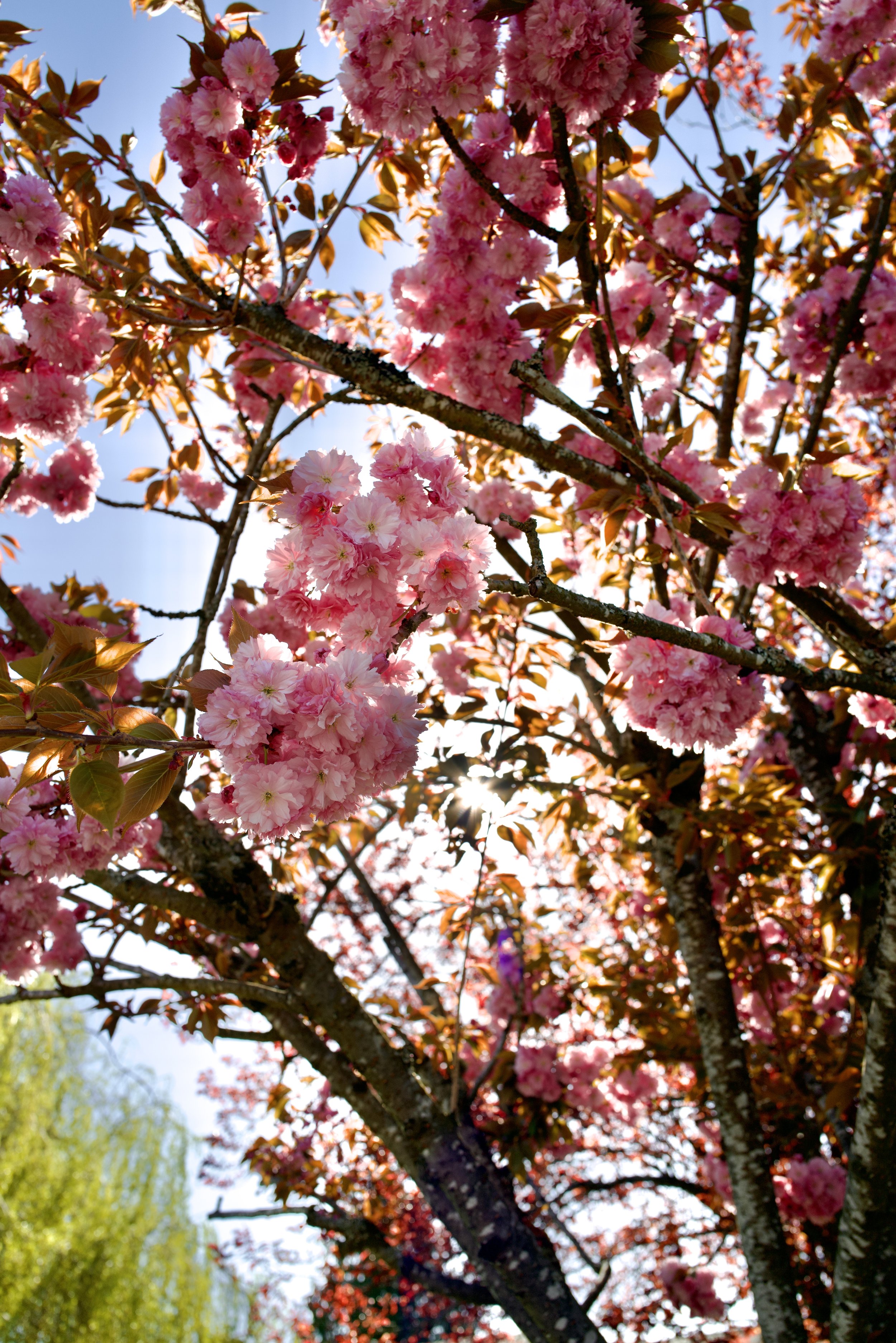 Pink cherry blossoms on tree branches with sunlight shining through and a blue sky in the background.