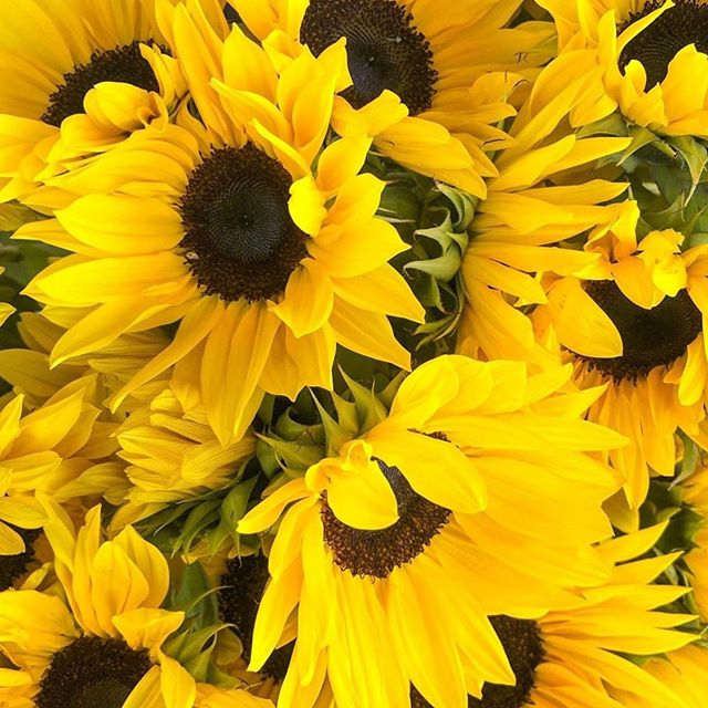 Sunshine on a rainy day 🌻 Photo for @modcloth. #sunflowers #modcloth