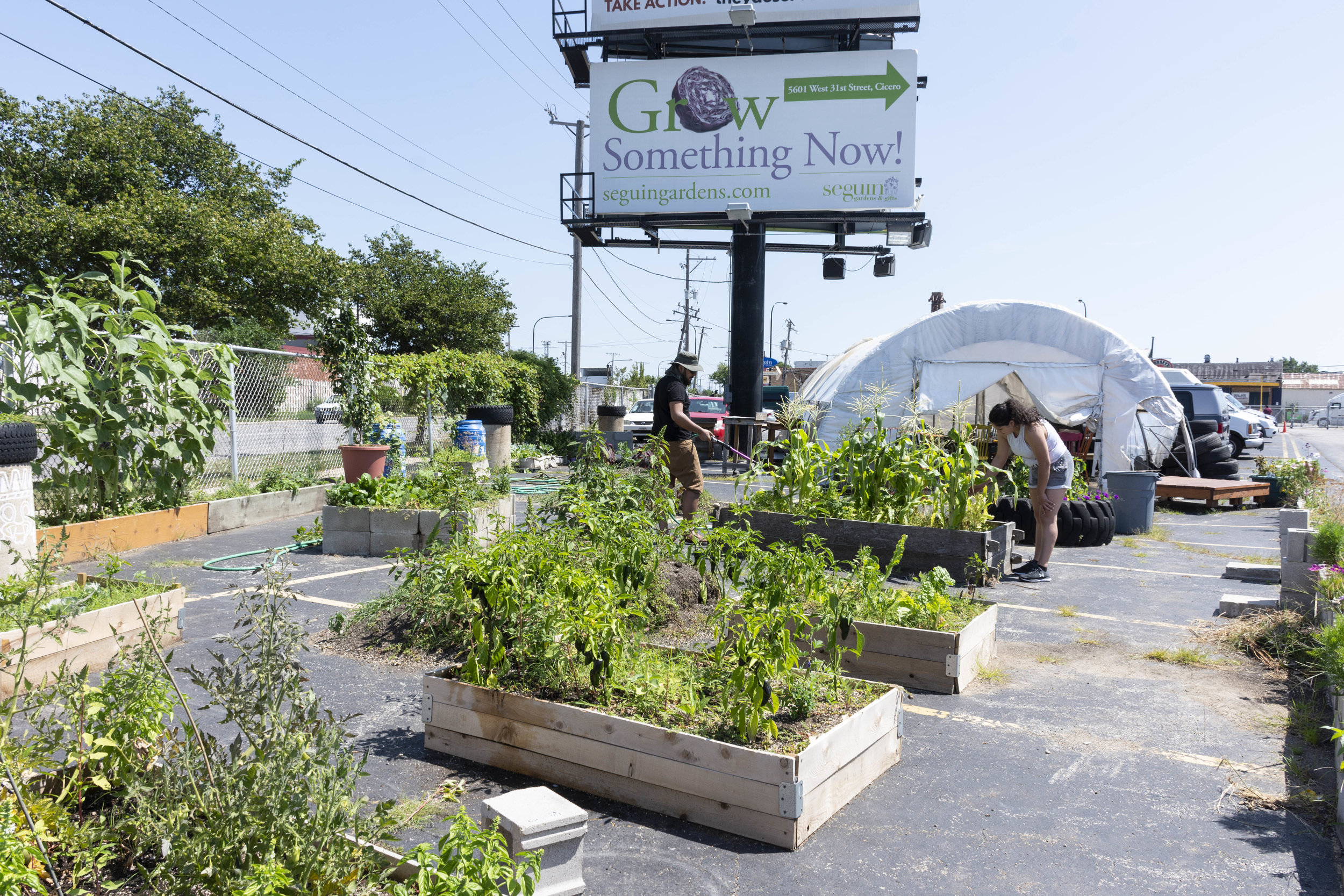  The Cicero Community Farm is a garden run by volunteers that want to create and offer a green space to local residents in Cicero, IL.   