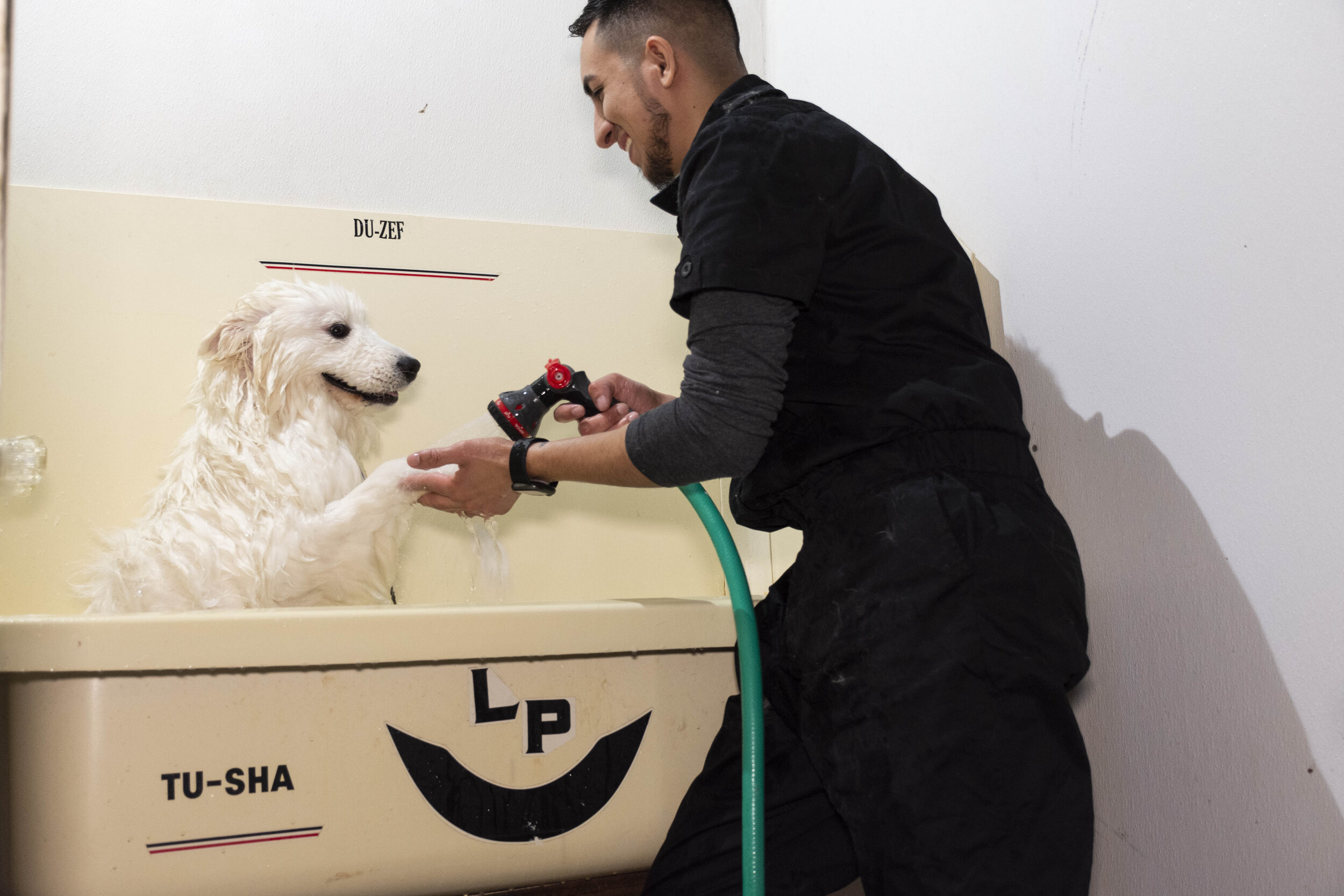  Danny The Groomer baña a su cliente, Coco, el 6 de octubre de 2020. Hernández abrió su negocio de peluquería canina a principios de este año (Foto por April Alonso).     