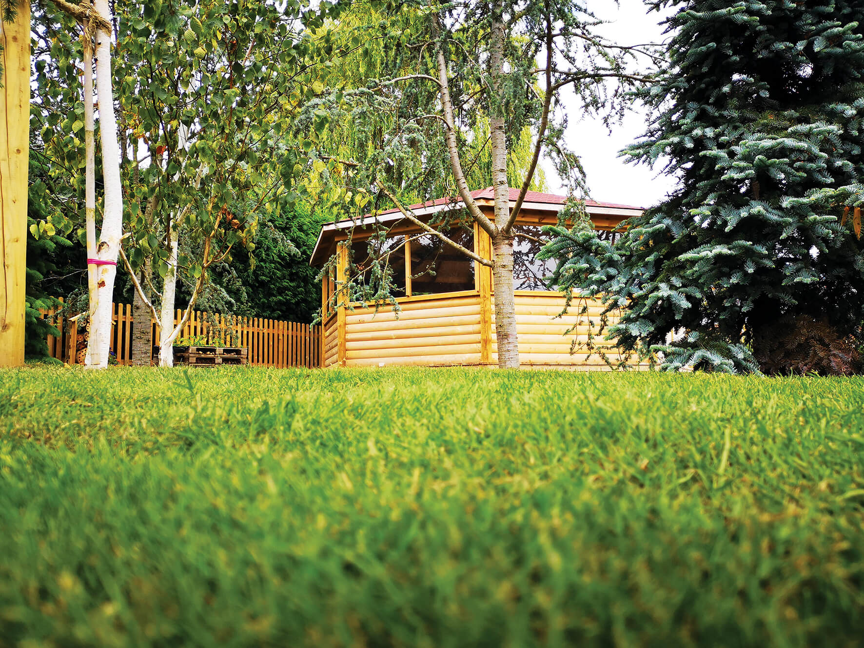 Forest with grass.jpg