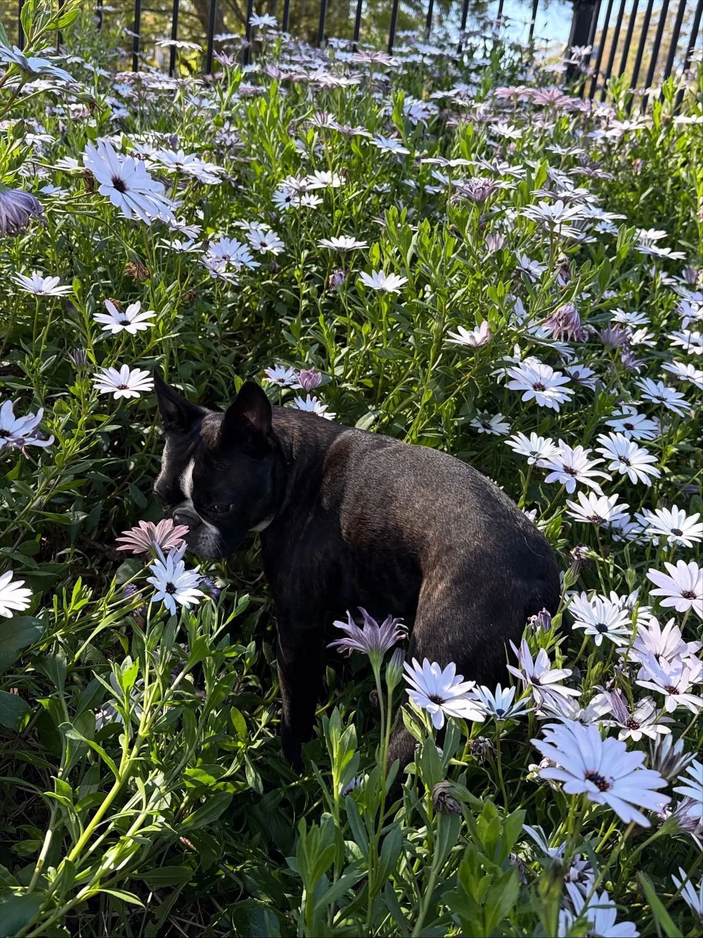 Life with Reggie ❤️