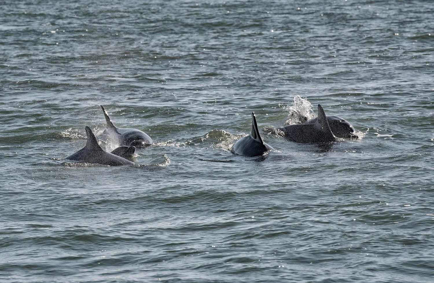 Our resident dolphins