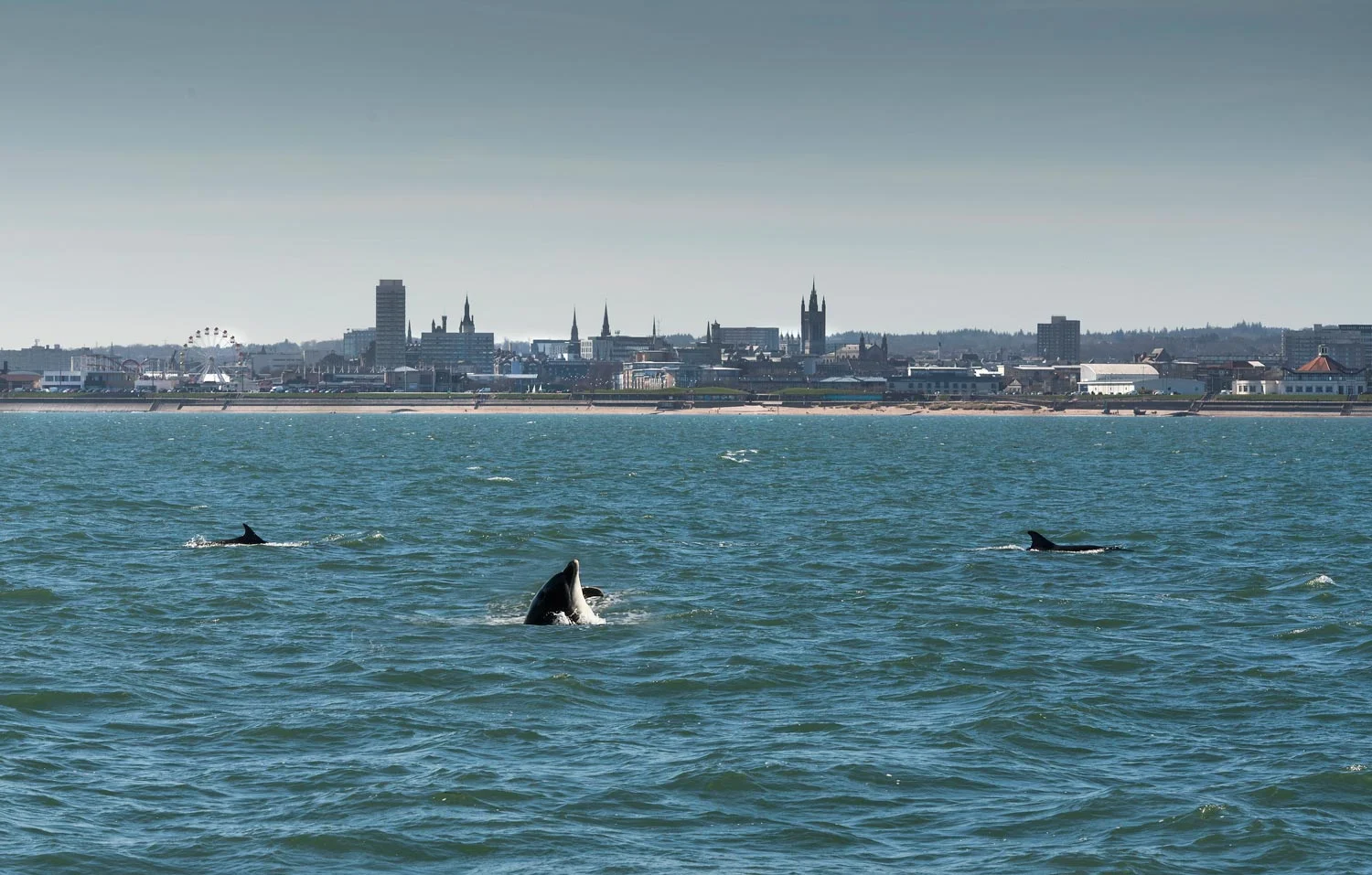 Dolphins on Aberdeen's beachfront