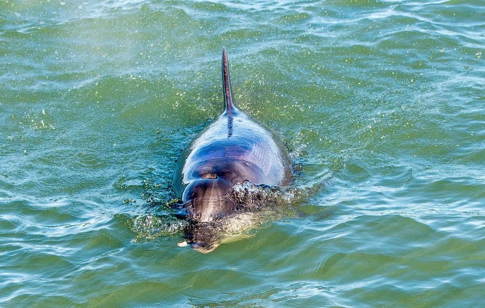 Experience More Greyhope Bay