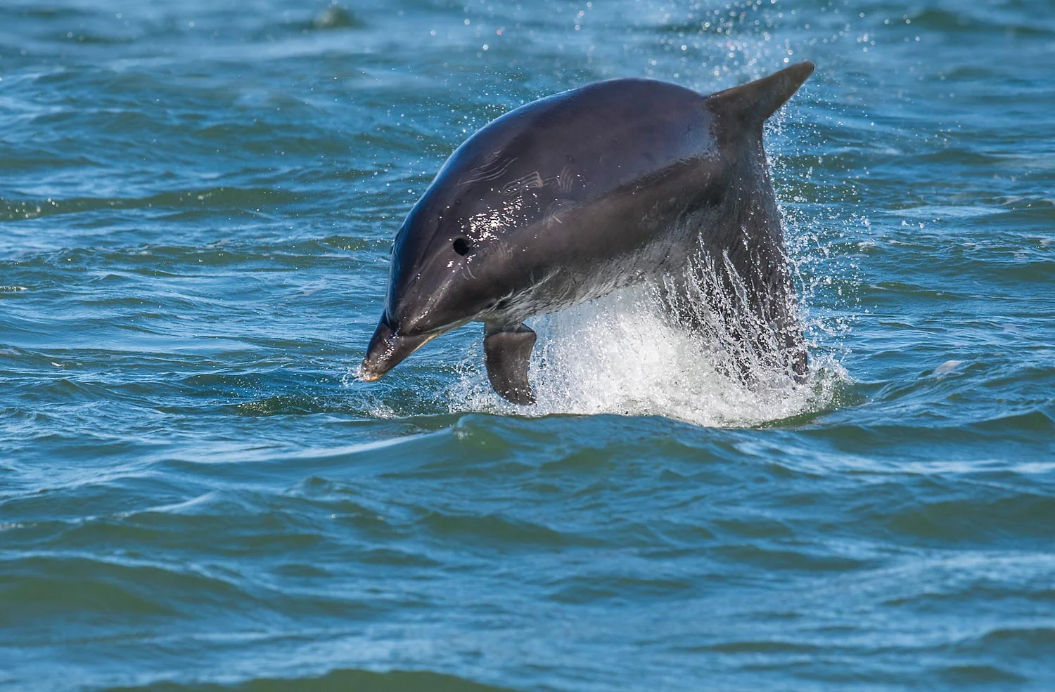 Watch our dolphins at play