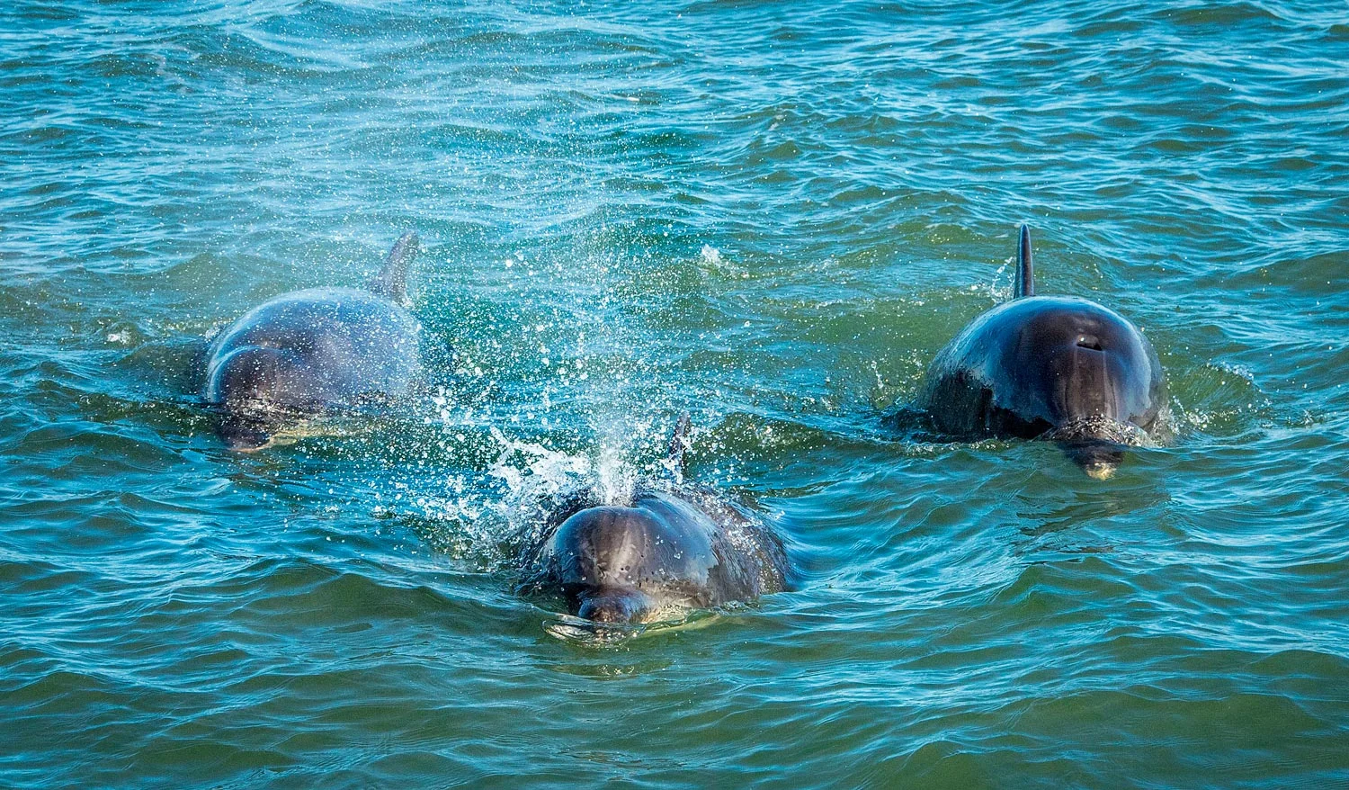 Dolphins are regular visitors to the Aberdeen City coast