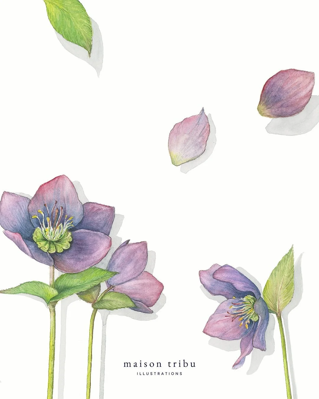 &bull; When everything in the garden rests, hellebores bloom ~ a few dainty flowers and petals for the days that ask for nothing but gentleness &bull; #maisontribu #watercolourillustration #watercolours #helleborus