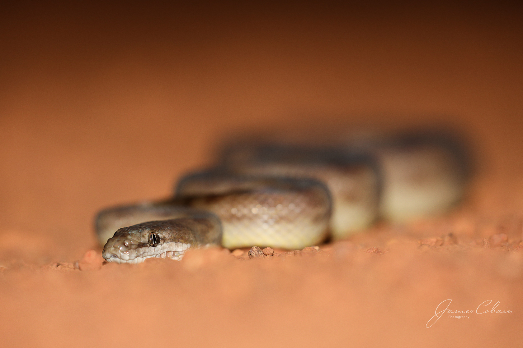 Childrens Python.jpg